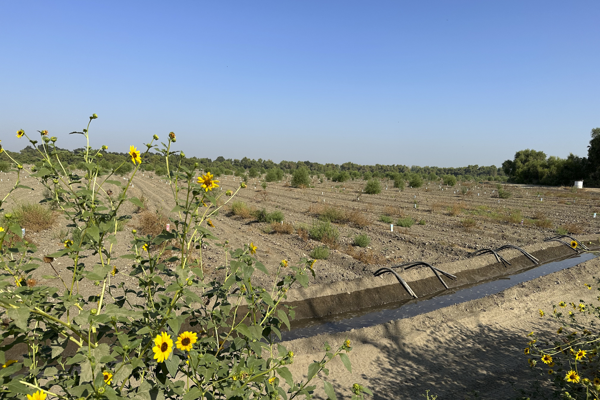A dry field with an irrigation channel alongside it.