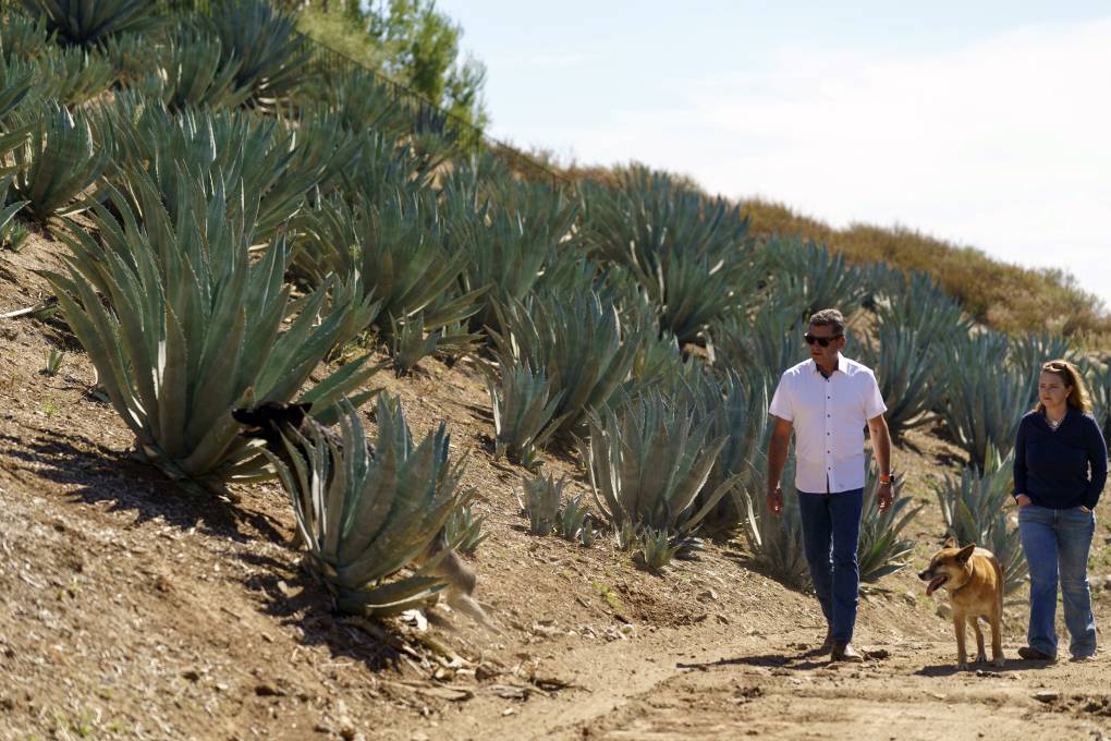 A man and a woman walk past a ridge full of agave plants.