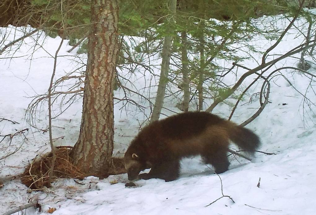 A wolverine in the snow in the woods.