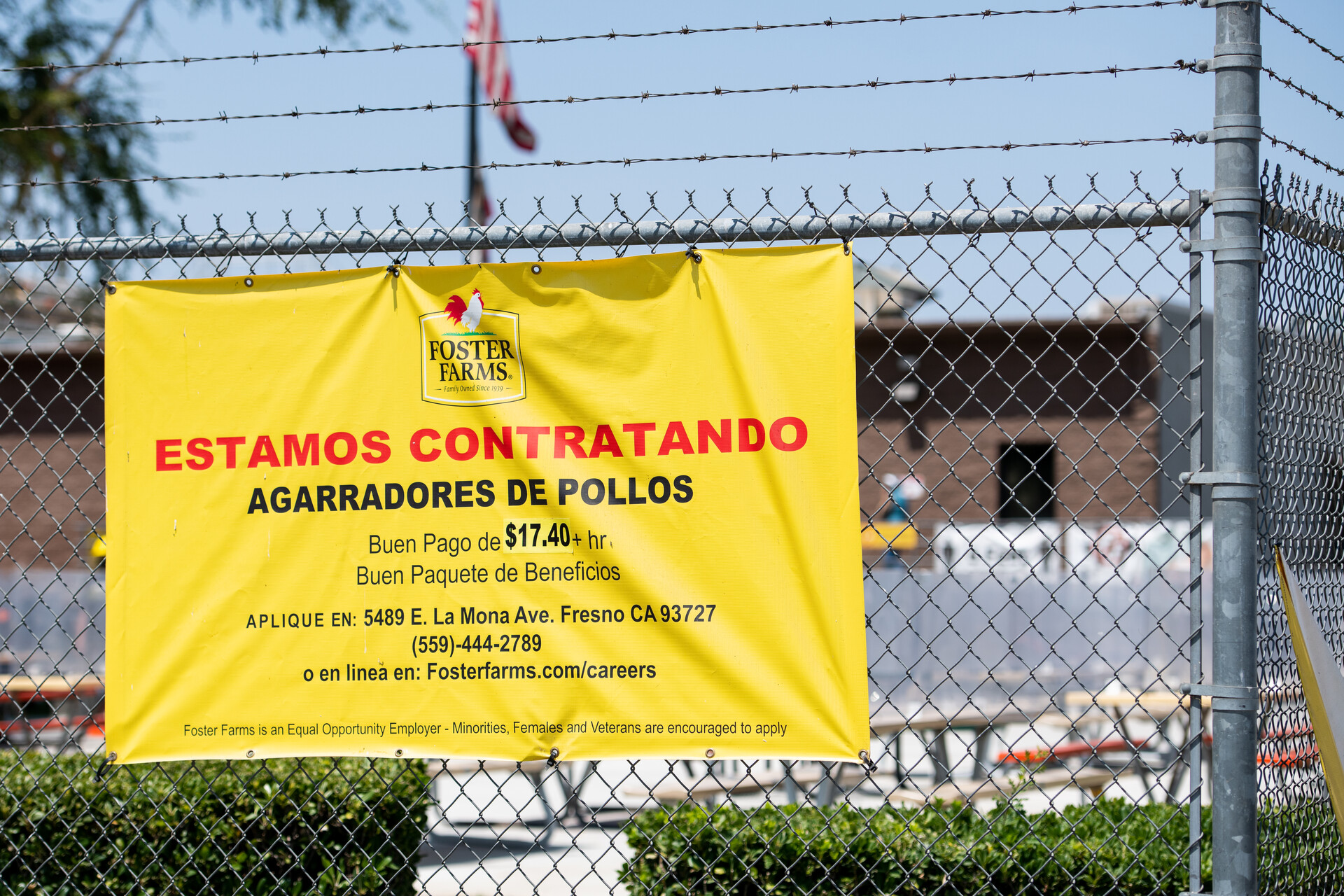 A yellow plaster sign with red and black writing hangs on a chain link fence beneath barbed wire. It has a Foster Farms logo, and the top line reads, "Estamos Contratando."