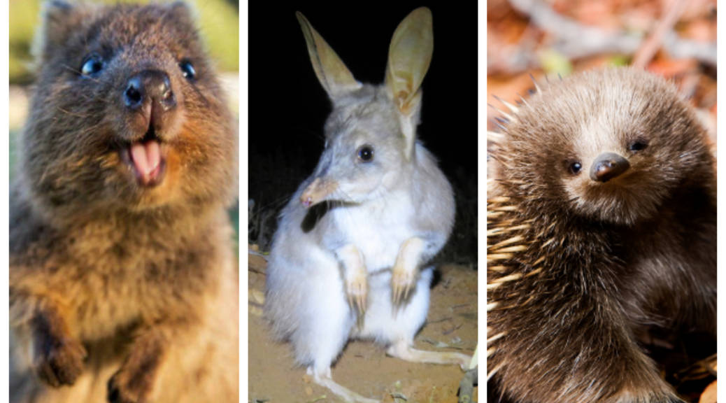 Here Are All the Cute Animals Australia's Not Telling Us About | KQED