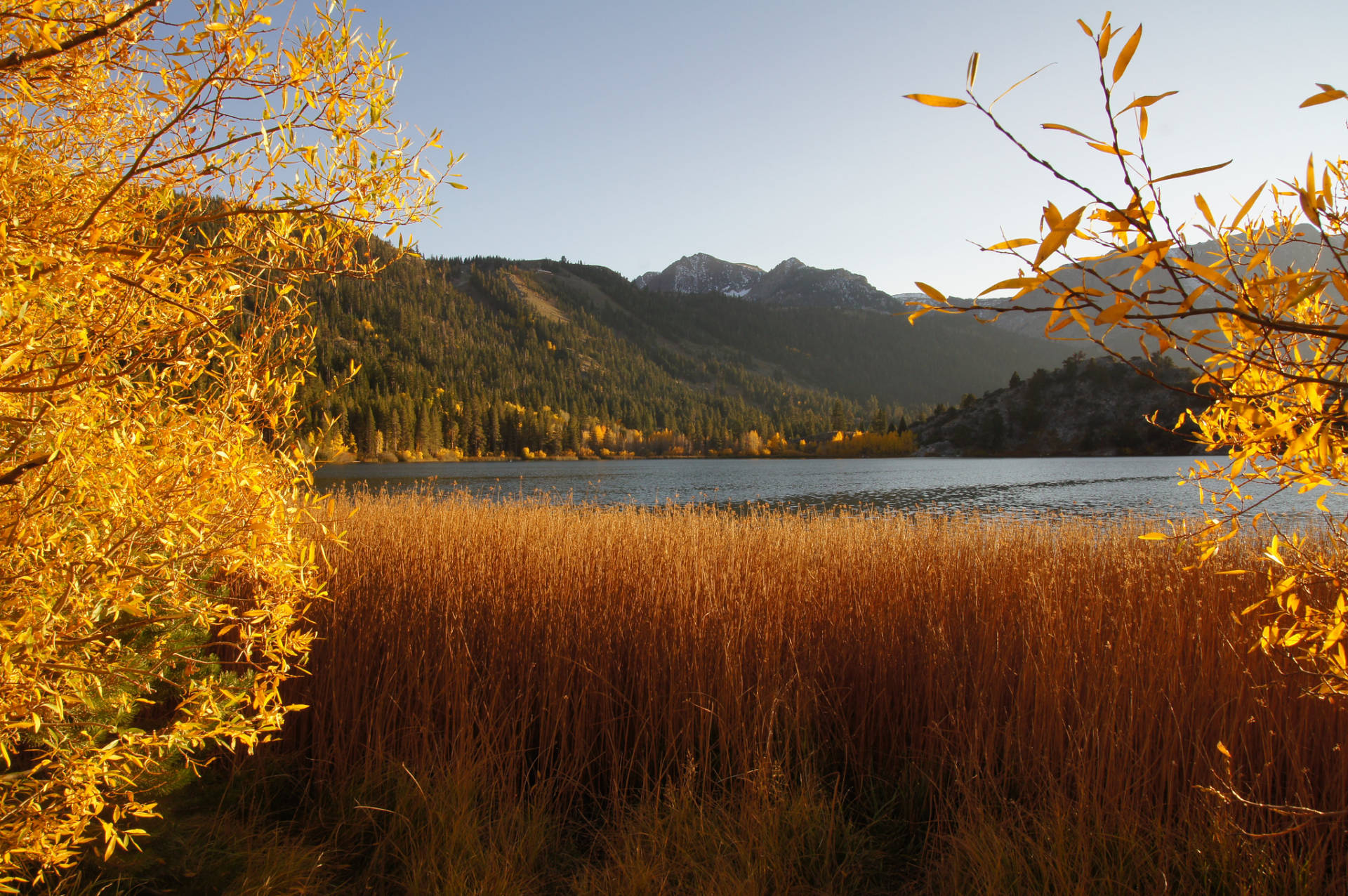 Fall foliage in the Sierra Nevada Allie Caulfield / Flickr