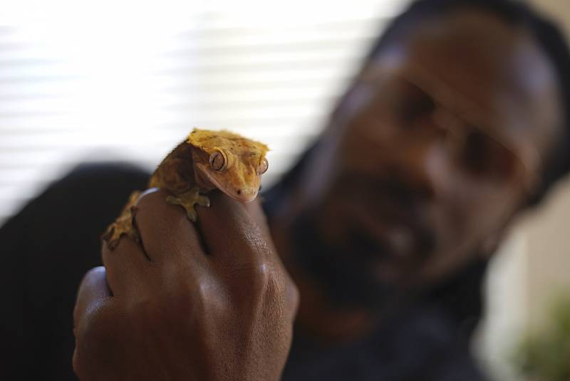 Scid Howard and Nipsey the Gecko