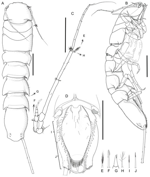 “Macrostylis metallicola n. sp. holotype ♀ 879 (SMF 50941) digitized pencil drawings of habitus.”
