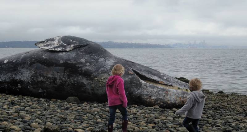In a scene from the upcoming quar-horror movie 'Isolation,' two children confront the body of a dead whale discovered on a beach.