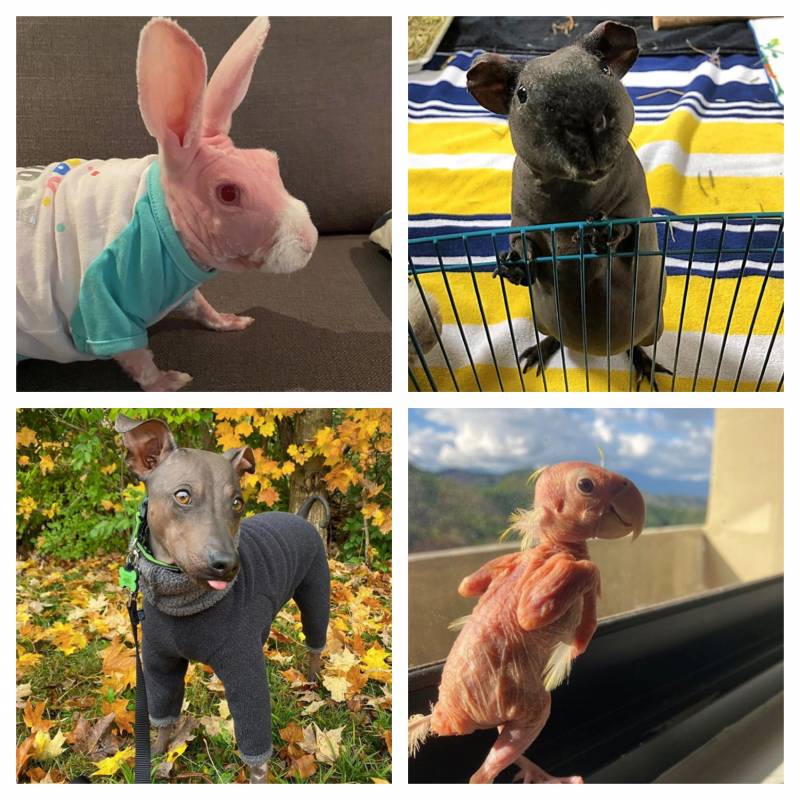 Hairless animal stars from Instagram: (top row) Mr. Bigglesworth the rabbit, Georgie the Guinea Pig; (Bottom row): Norman the American Hairless Terrier and Blondie the Lovebird.