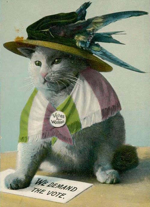 A cat wearing a hat, suffrage flag and 'Votes For Women' pin.