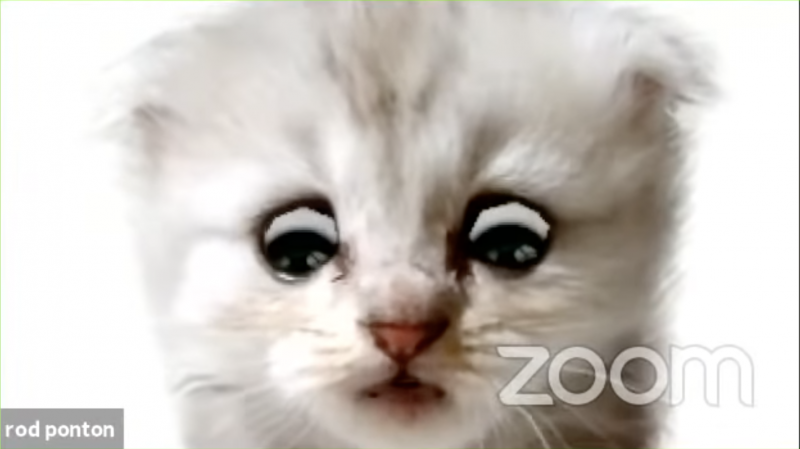 Lawyer Rod Ponton trapped inside his kitten filter, in the now-viral Zoom video.