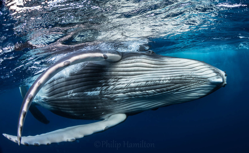 A view of a whale underwater, turned so its belly is visible along with two flippers.