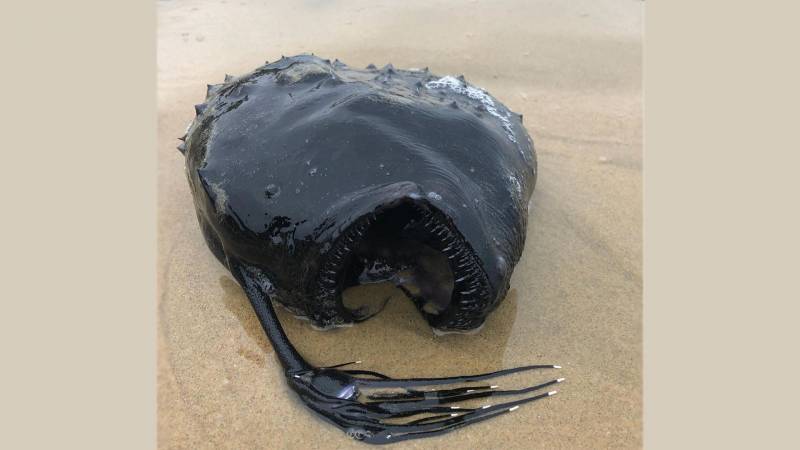 The Pacific Football Fish—part of the Anglerfish family—that recently washed up in California.