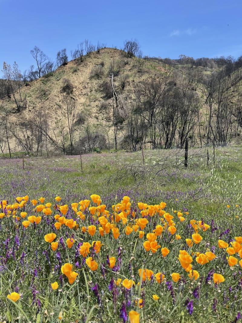 A field of wildflowers bloom on the side of the road near California's Lake Barryessa.