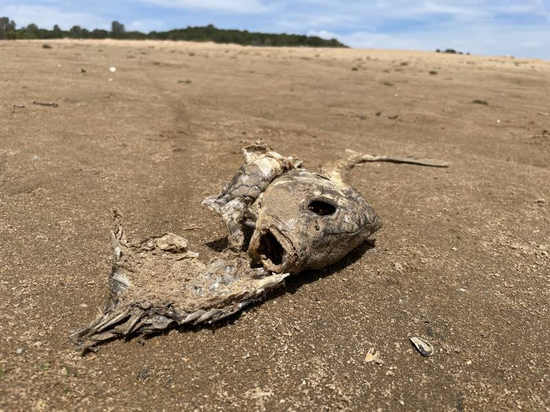 A dried shell of a former living creature at Lake Folsom.