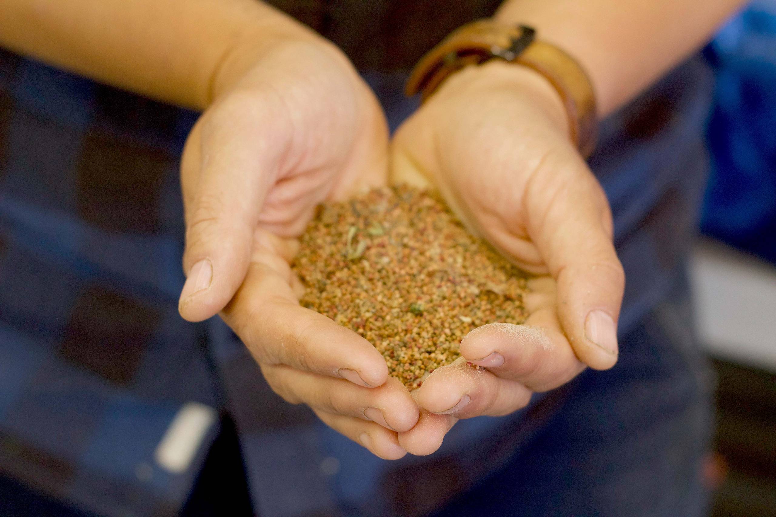 Two hands cupped together holding a large quantity of tiny quinoa seeds.