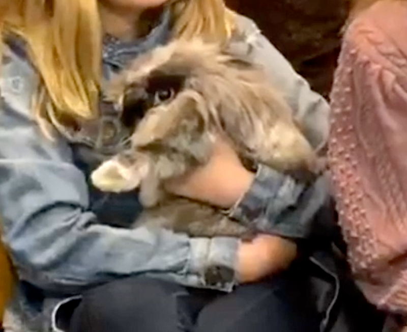 Governor Gavin Newsom's long-haired pet bunny, appearing in a family video in 2020.