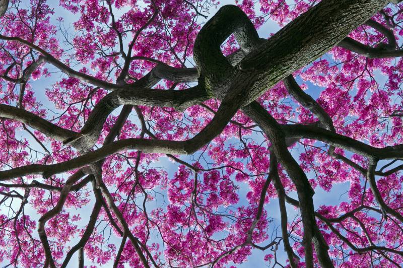 An bug's eye view looking up of a pink blossom tree and it's branches