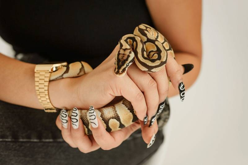 A close shot of Rocky Rivera's hands, holding a small snake.