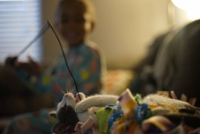 Z sits in the background wearing pajamas, as she and Skye, who is in the foreground, play with a cat toy.