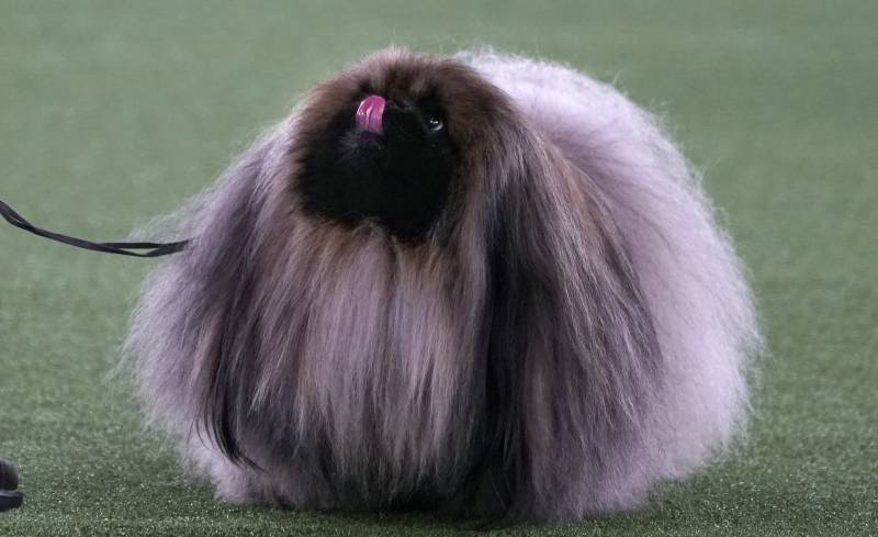 Wasabi, in the process of winning Best in Show at the 145th Annual Westminster Dog Show. Haters gonna hate.