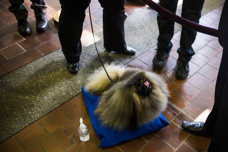 Cooper, waiting to compete in the 138th annual Westminster Dog Show in 2014.