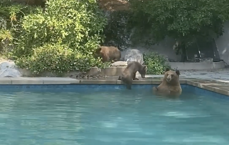 The mama bear and her two cubs that took a dip in the Kress family pool, Sierra Madre.