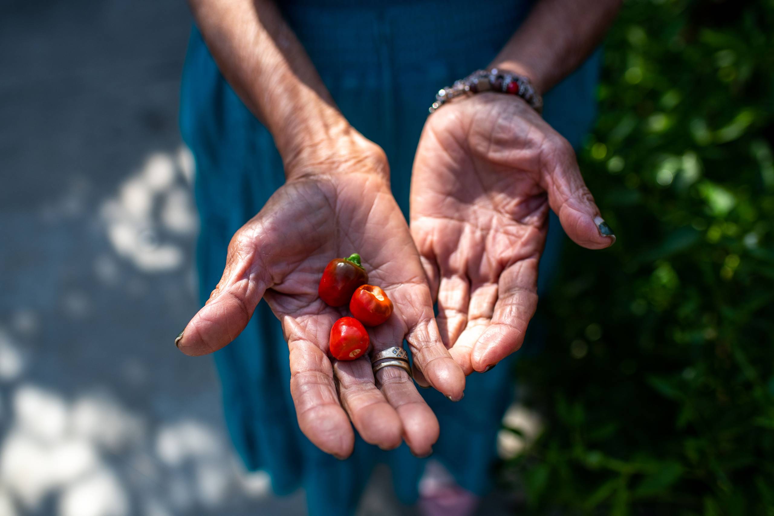 Outstretched hands holding three small red chile peppers.