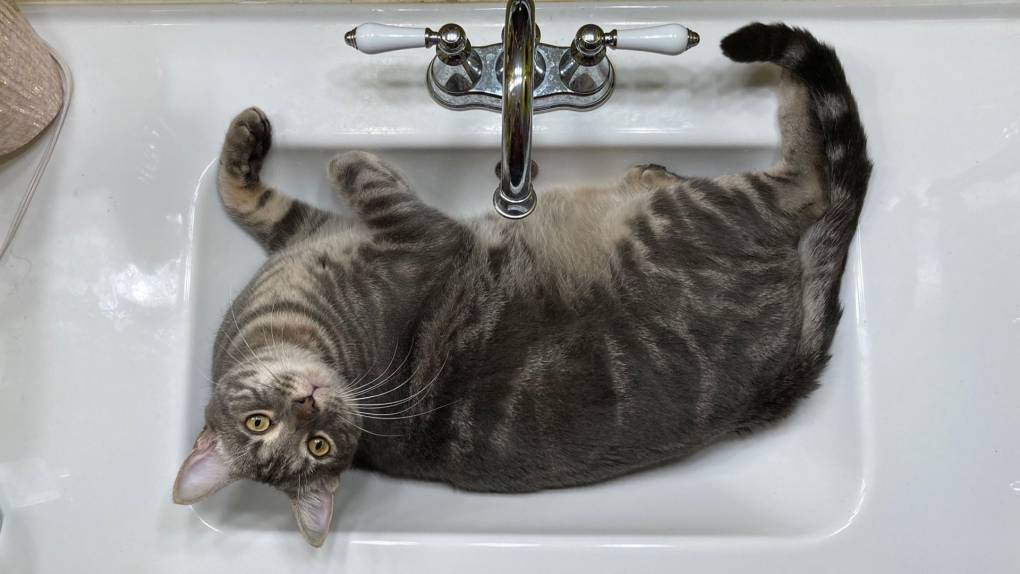 A cat sits in a bathroom sink looking up at the camera
