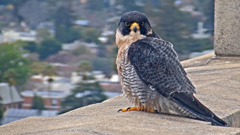 A falcon sits on a ledge overlooking the city of Berkeley, resolute