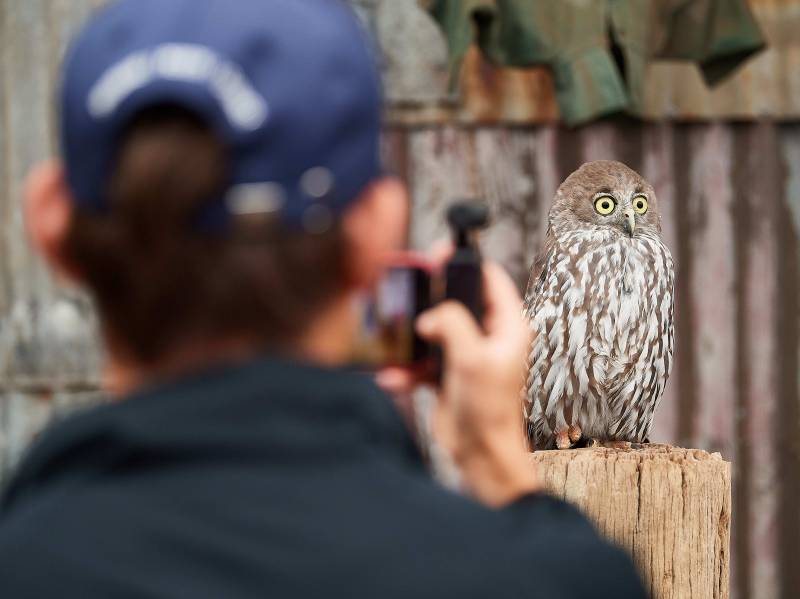 An owl sits on a wooden stump, while a man in the foreground, viewed from behind, takes its photo.