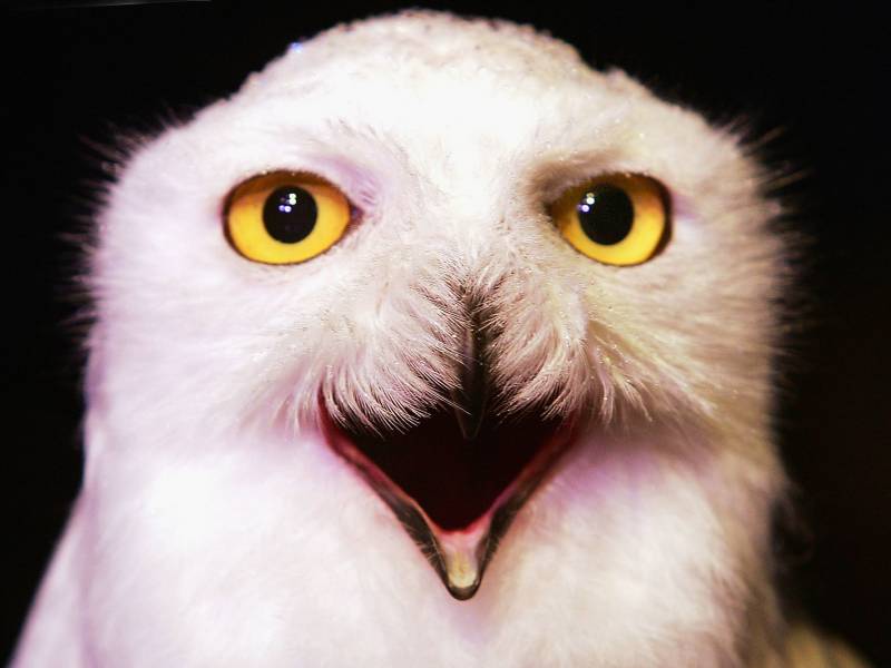 A close up photo of a snow owl's face, beak open in a position that resembles a smile.