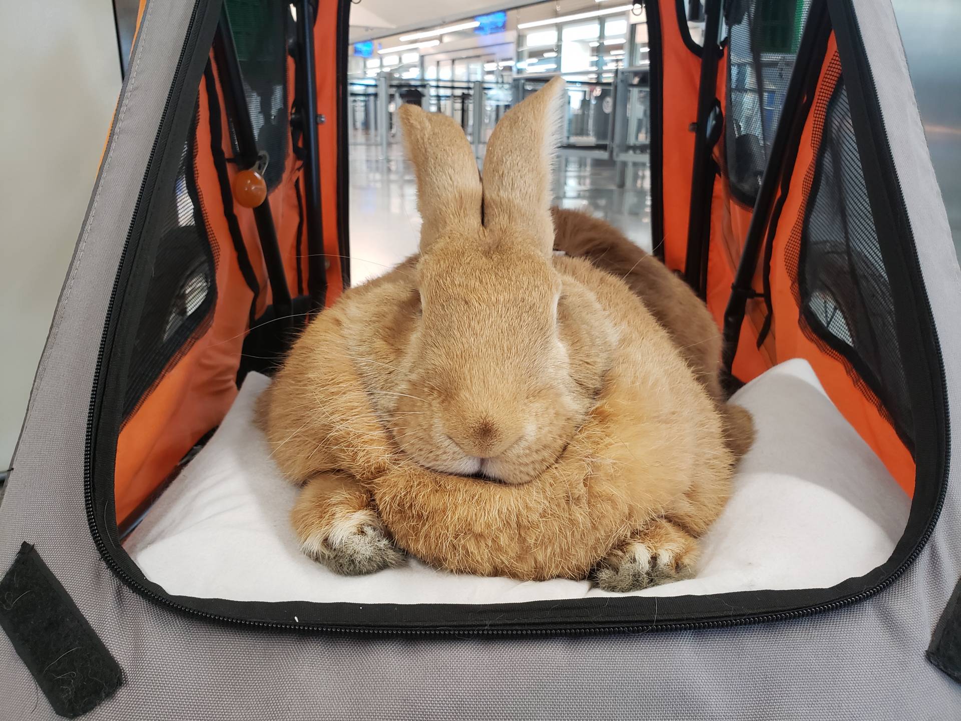 Therapy bunny Alex the Great becomes star at Giants vs. Marlins
