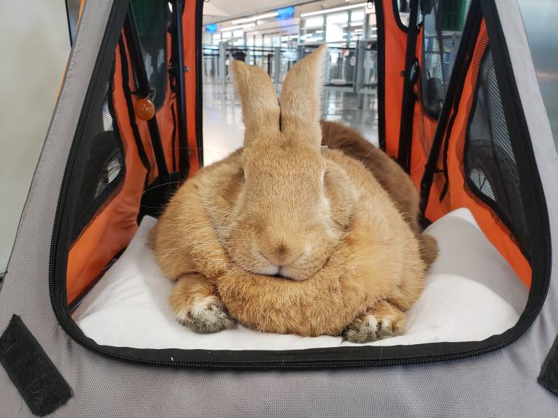 A very large, light brown rabbit sits calmly inside a pet stroller.