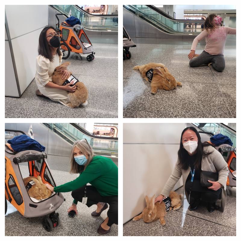 A grid of four squares showing: a woman on her knees hugging a giant rabbit, a little girl gesturing for attention behind a large rabbit, a woman in a mask petting a giant rabbit, and a woman petting a large rabbit as it lies inside a pet stroller. 