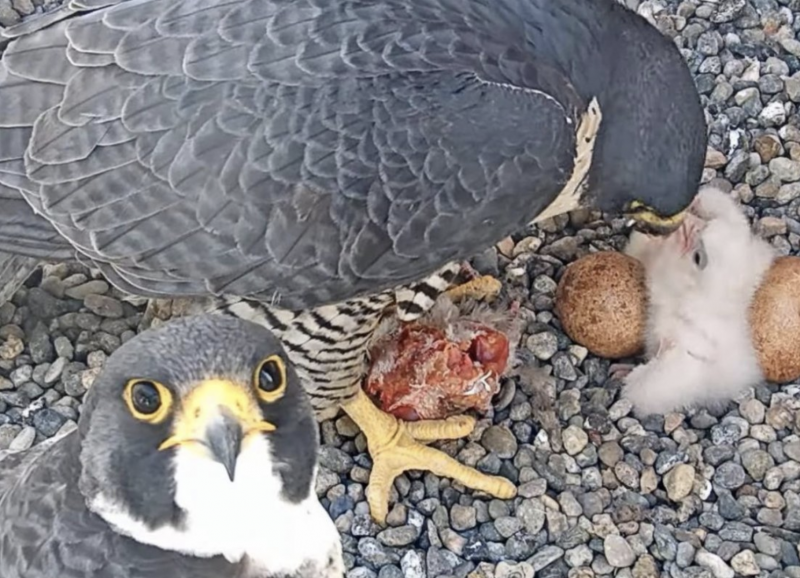 One falcon turns its head to look up, directly into the camera. The other is distracted feeding meat to a new, white, fluffy chick.
