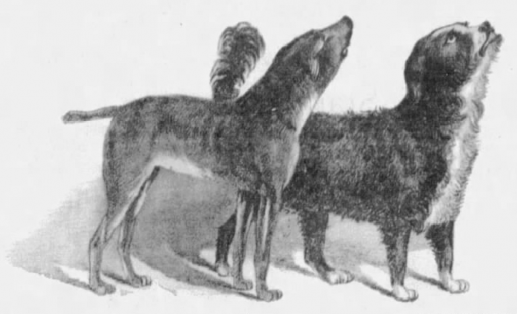 Black and white illustration of two dogs with heads up as if howling