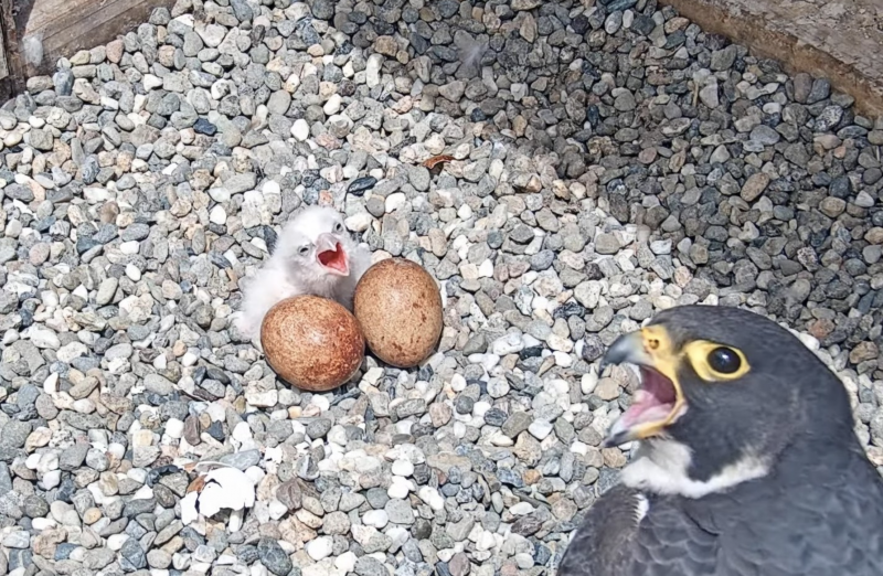 A one-day-old peregrine falcon chick snuggles up to two reddish-brown eggs. The chick and a nearby adult falcon both have their beaks open, as if squawking.