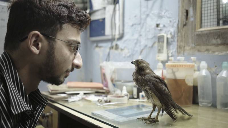 A man in glasses stares at a bird known as a black kite.