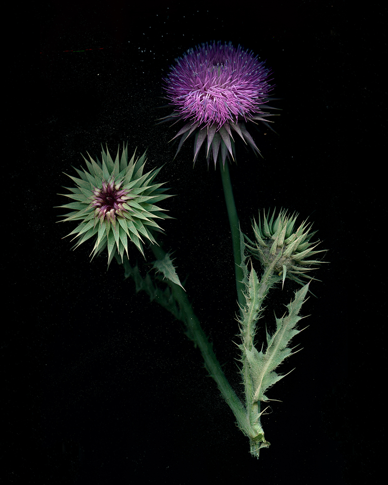 Violet flower resembling a thistle on a black background