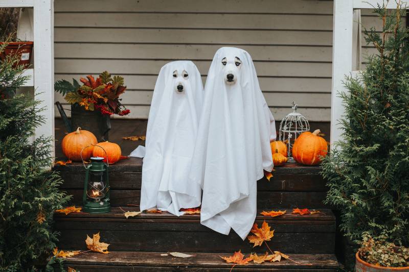 Two dogs sit side-by-side on an outdoor step. They are draped in sheets with eyes and nose holes cut out so they look like cartoon ghosts. They are surrounded by pumpkins.