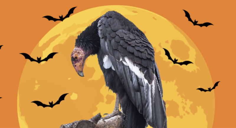 The side view of a hunched over vulture perching ominously. Behind the bird, a cartoon rendition of a glowing yellow moon, orange sky and flying bats.