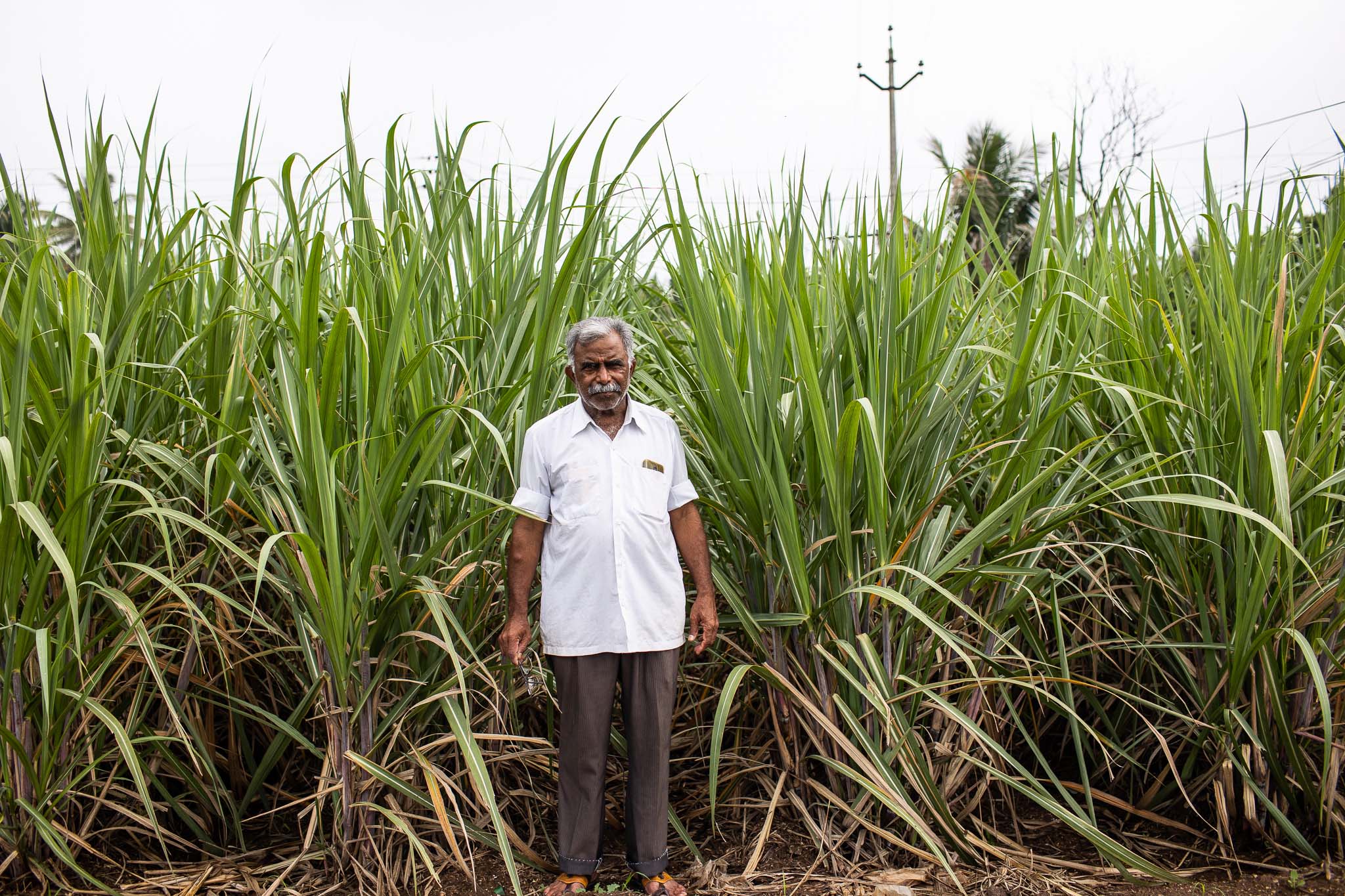 A man stands in a field of sugarcane, the stalks of sugarcane behind him rising above his head.