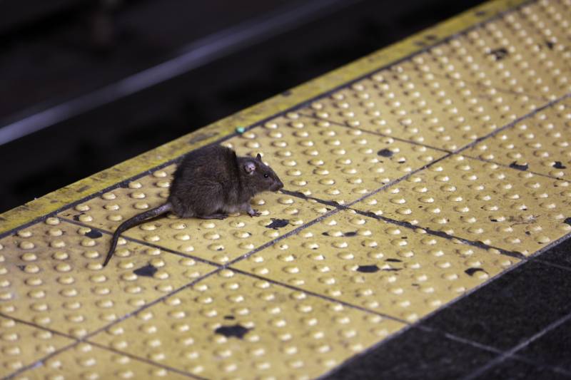 Small brown rat against yellow bumpy subway tiles