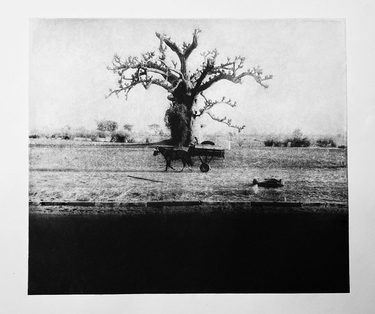 Black and white image of a scraggly tree, a horse-drawn cart and a field