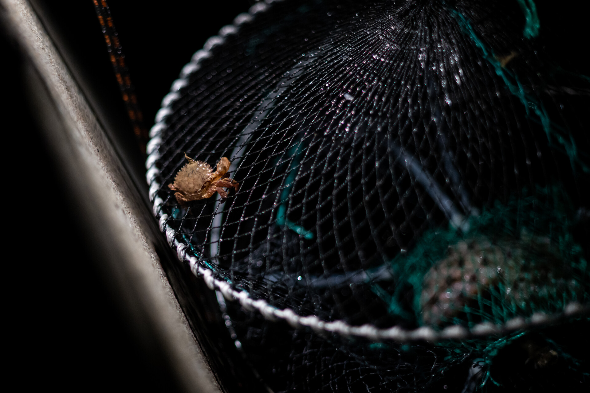 One tiny crab scuttling along the edge of a crab net.