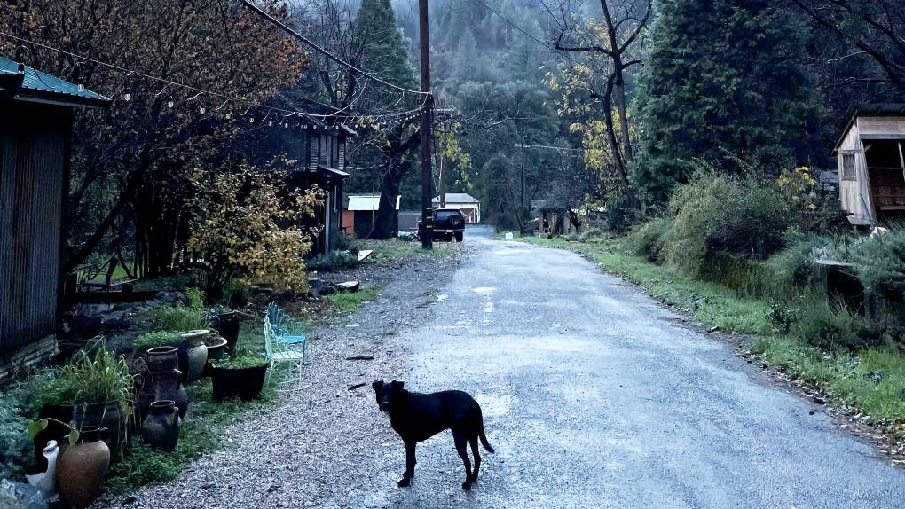 A dog stands on a country road lined with rustic cabins.