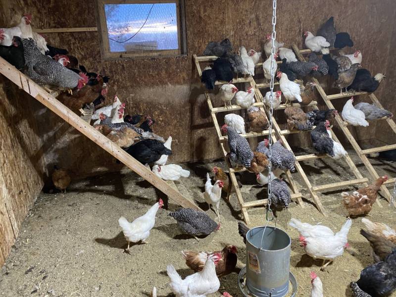 A coop of white and black chickens gathers around a feed bucket.