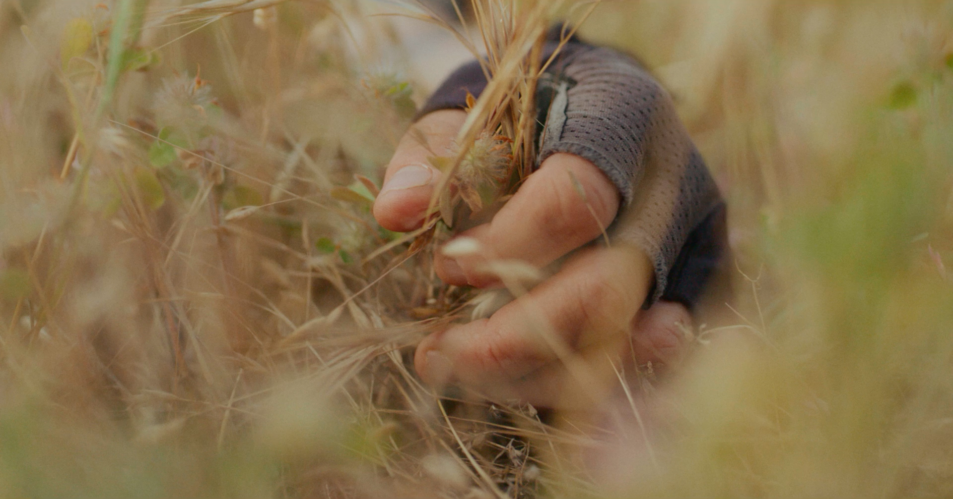 A white person's hand with fingerless gloves grabs at dry grasses