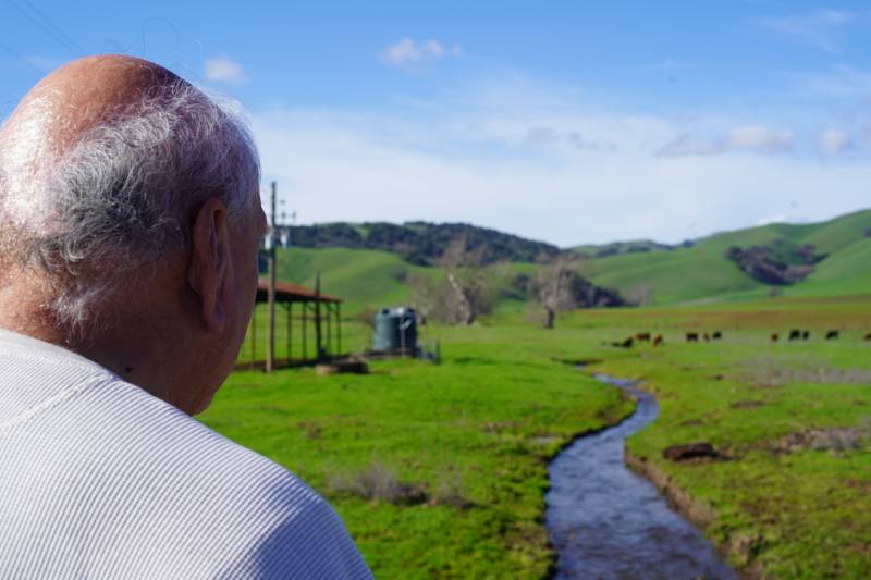 Amah Mutsun tribal chair leader Valentin Lopez looks at a green pasture where cattle graze on either side of a small stream; this is a sacred site for the tribe known as Juristac. 