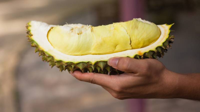 A hand holding a slice of durian still in its spiky green rind.
