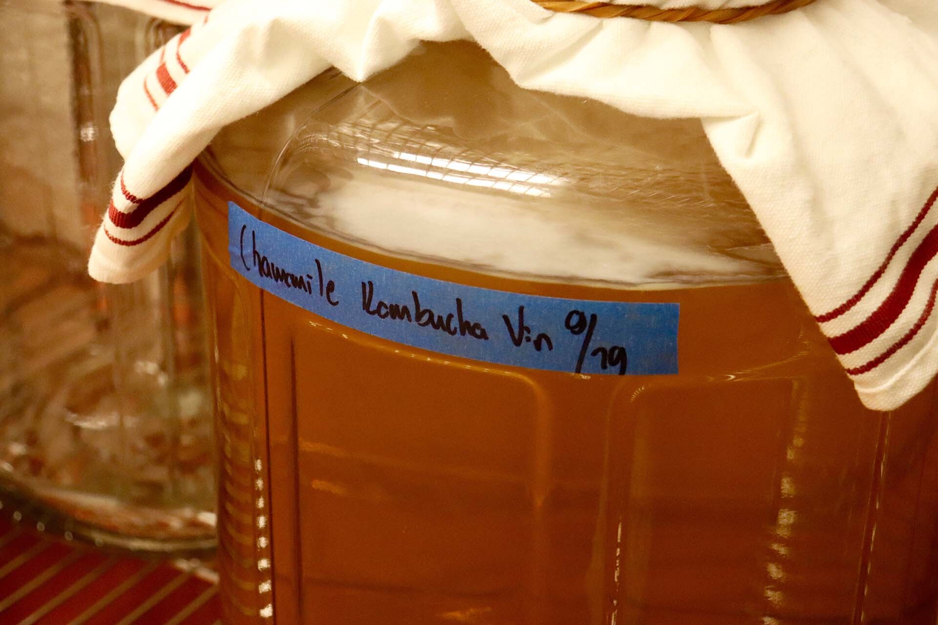 chamomile kombucha fermenting in a large jar