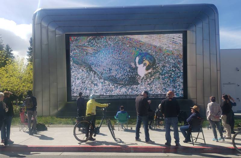 A large screen projects an image of a nesting falcon staring at the camera. People gather in front of the screen, one is holding a bicycle.